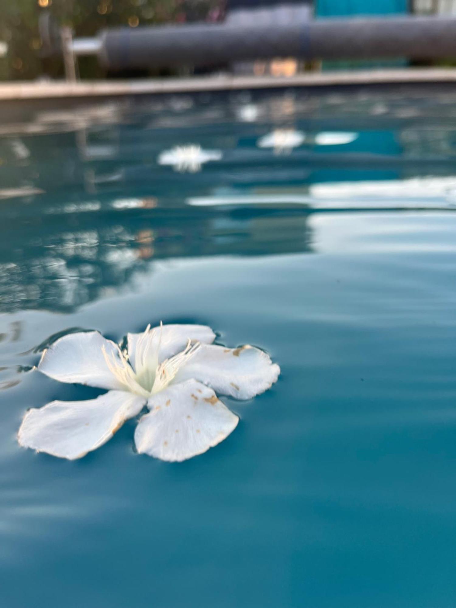 Sasha'Blue-Terrasse Jardin-Park-Clim-Piscine Apartment LʼIsle-sur-la-Sorgue Екстериор снимка
